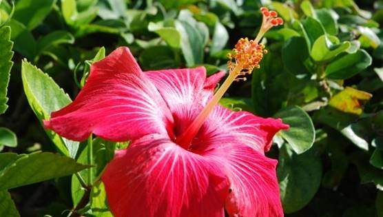 Hibiscus