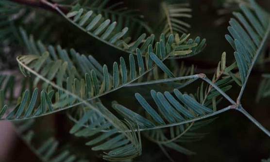 Honey and Chilean Mesquite leaves