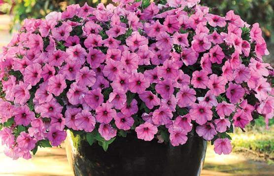 Hybrid petunia