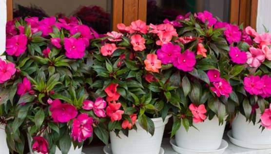 Impatiens