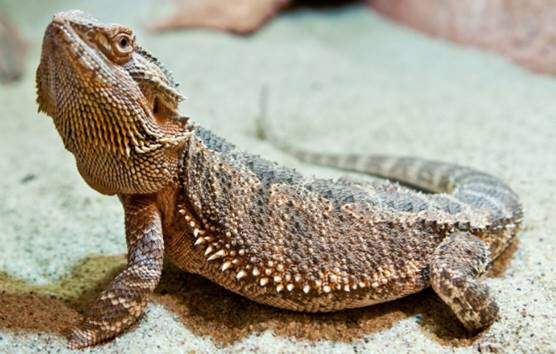 Inland or central bearded dragon