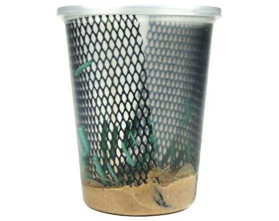 Josh's Frogs Hornworms Habitat Cup (25 Count Cup)