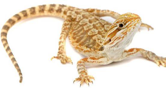 Juvenile bearded dragon