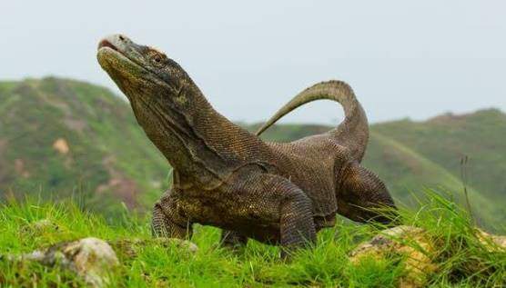 Komodo dragon lizard