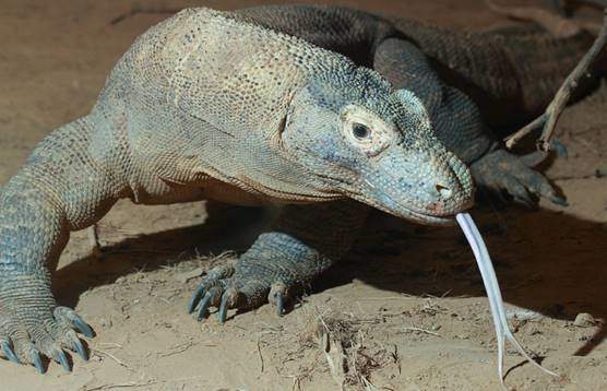 Komodo lizard tongue