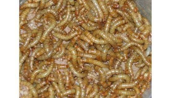 LIVE MEAL WORMS 500G SACK