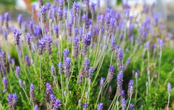 Lavender