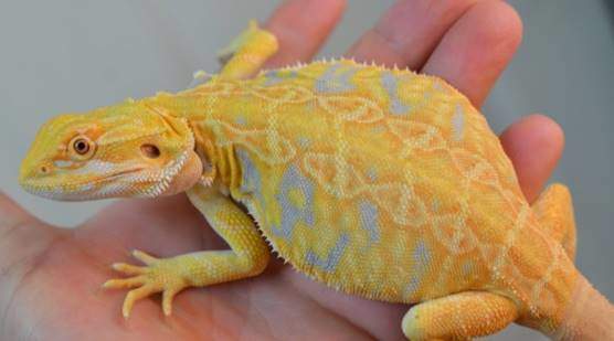 Microscale bearded dragons