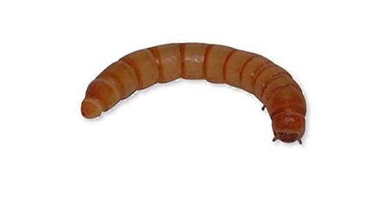 Live Regular Mealworms Bulk Bag - 500g