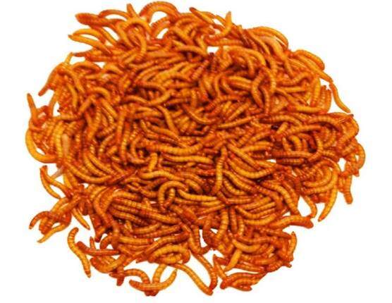 Live mealworms 3000, Reptile, Birds, Chickens, Fish Food