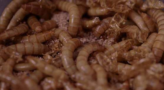 Live mealworms