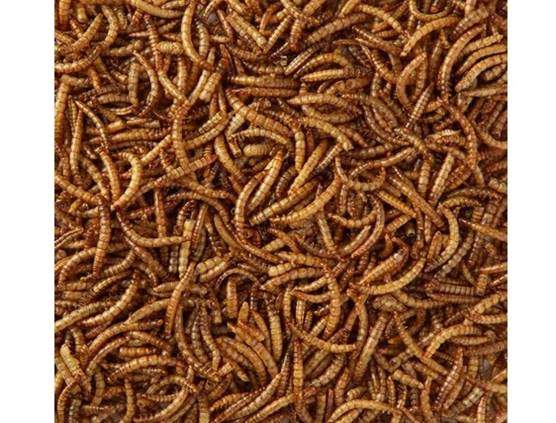 MALTBY'S STORES 5KG WILD BIRD DRIED MEALWORMS WILD BIRD FOOD