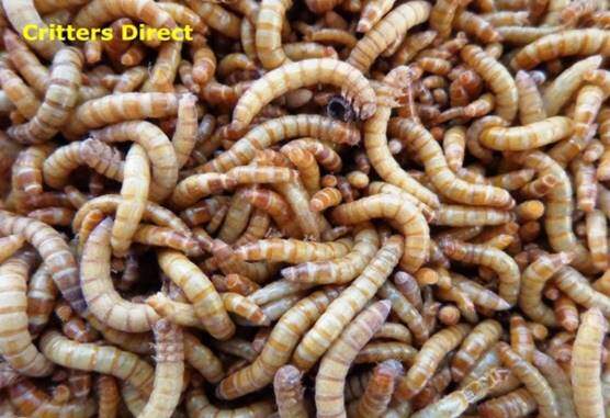 Mealworms 250 Gut Loaded