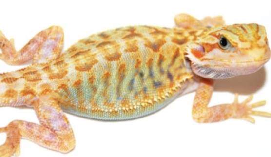 Microscale bearded dragons