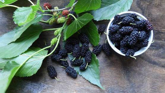 Mulberries and mulberry leaves
