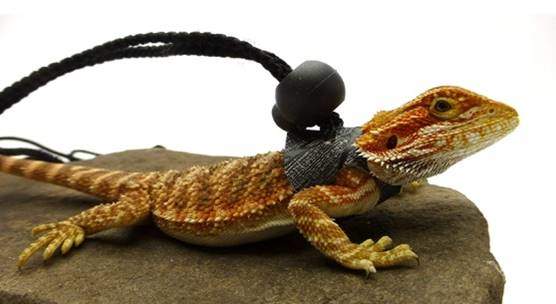 Ogle Lizard Leash, Limited Edition Black Web