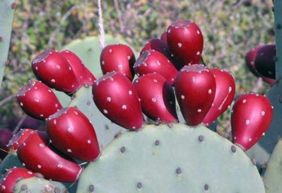 Opuntia cacti  or prickly pear