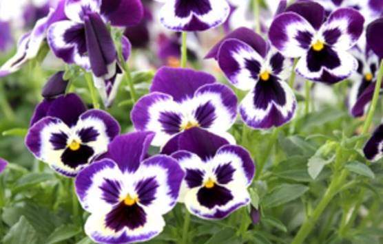 Pansies flowers