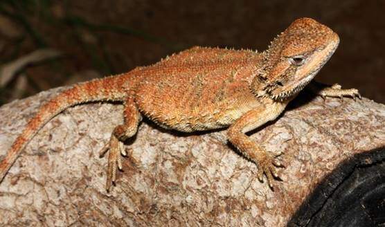 Pogona microlepidota or Kimberley Bearded Dragon