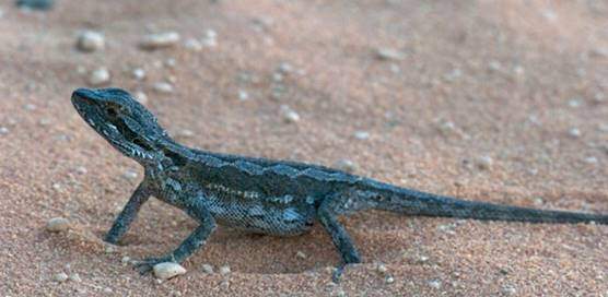 Pogona minor minor (P. m. minor)