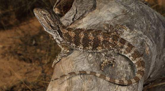 Pogona nullarbor or Nullarbor bearded dragon