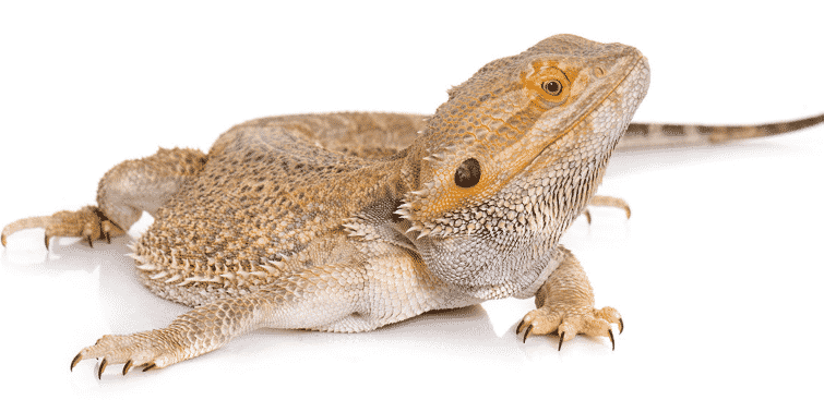 Pogona vitticeps - Central or inland bearded dragon