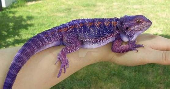 Purple bearded dragon