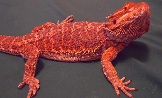 Red beardie