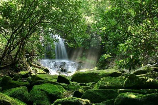 Reptile Habitat, Terrarium Background, Sunny with Green Trees, Waterfall & Mossy Rock