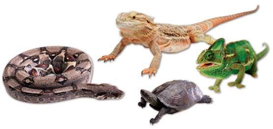 Reptile Supplements