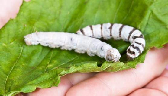 Silkworms