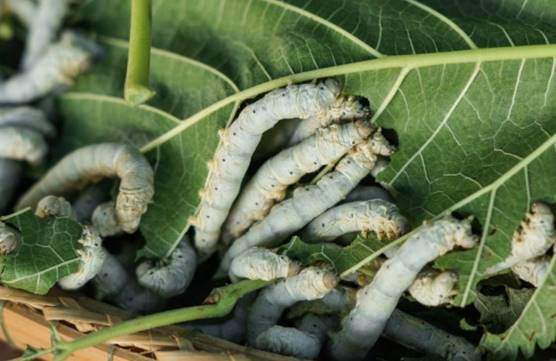 Silkworms