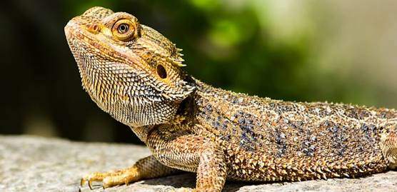 Standard bearded dragon