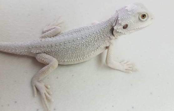 The Zeros, snows or whites (patternless) beardies