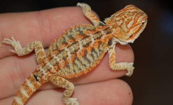 Tiger bearded dragon