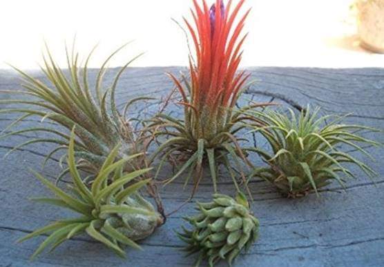 Tillandsia ionantha - Blushing bride