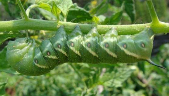 Tomato hornworms