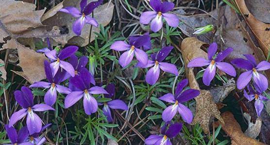 Violets flowers and leaves