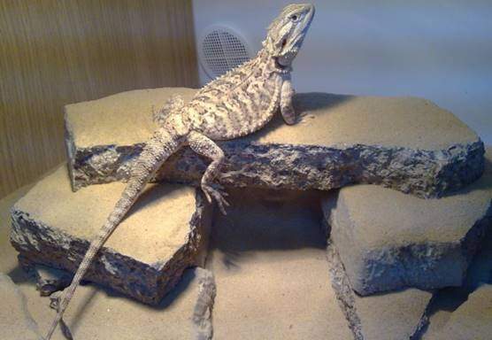 Vittikins Bearded dragon