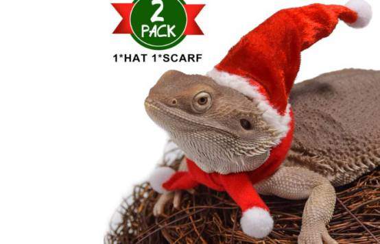 Watfoon bearded dragon lizard Santa hart with scarf