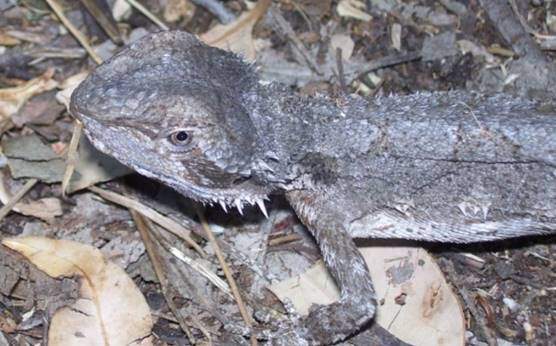 Western bearded dragon