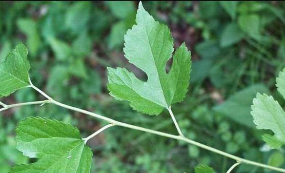 White mulberry leaves