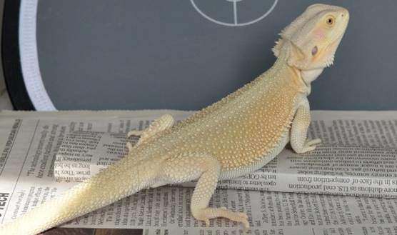 Witblits bearded dragon morph