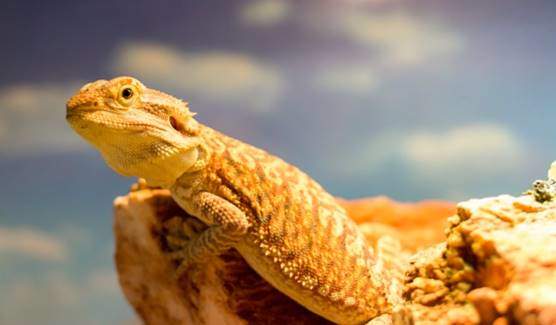 Yellow bearded dragon