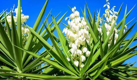 Yucca flowers