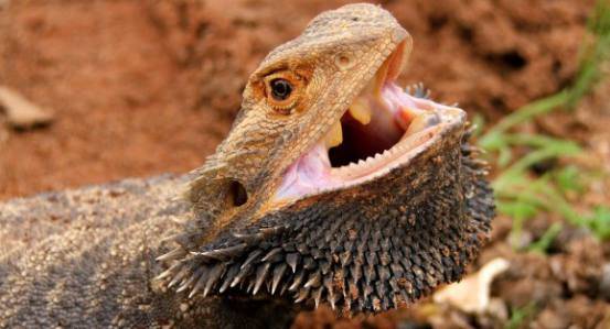 bearded dragon beard display