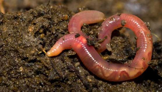 earthworms