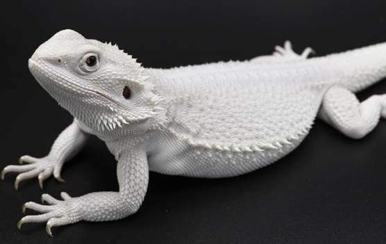 white bearded dragon