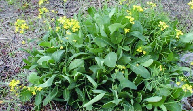 White mustard and rabbits