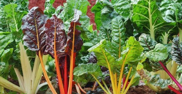 Can rabbits eat Swiss chard